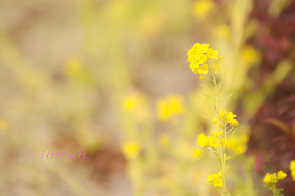 IMG_692420190202