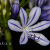 愛の花07