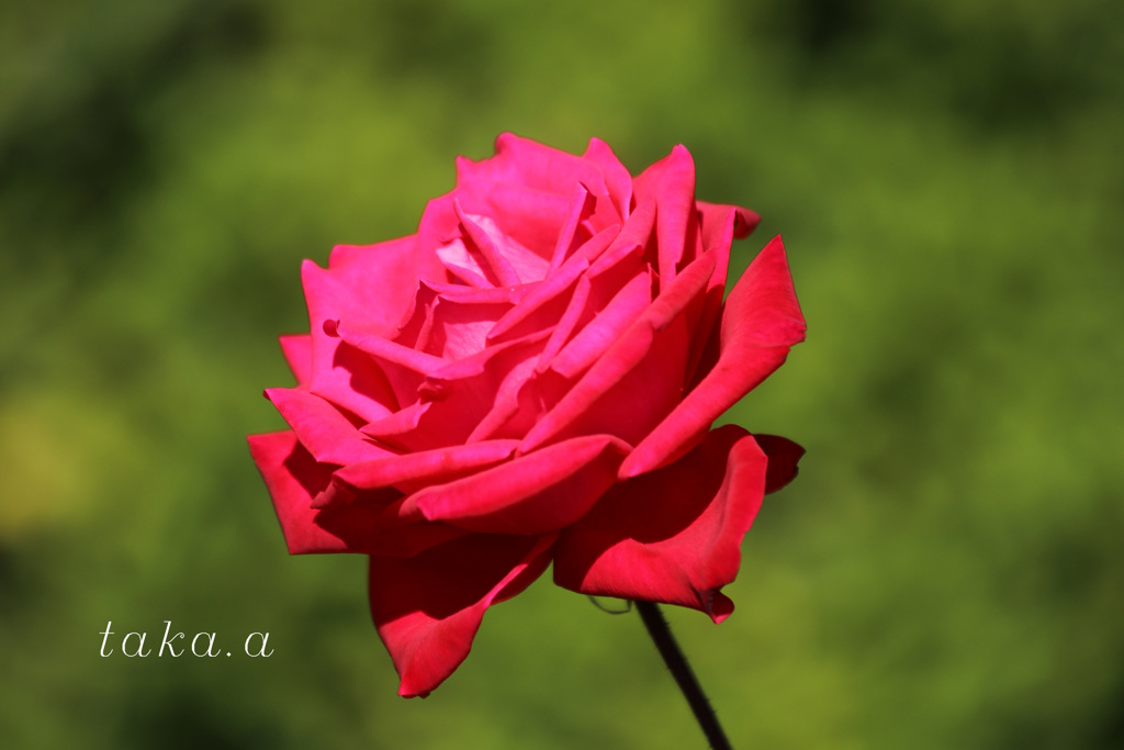 IMG_446420181110