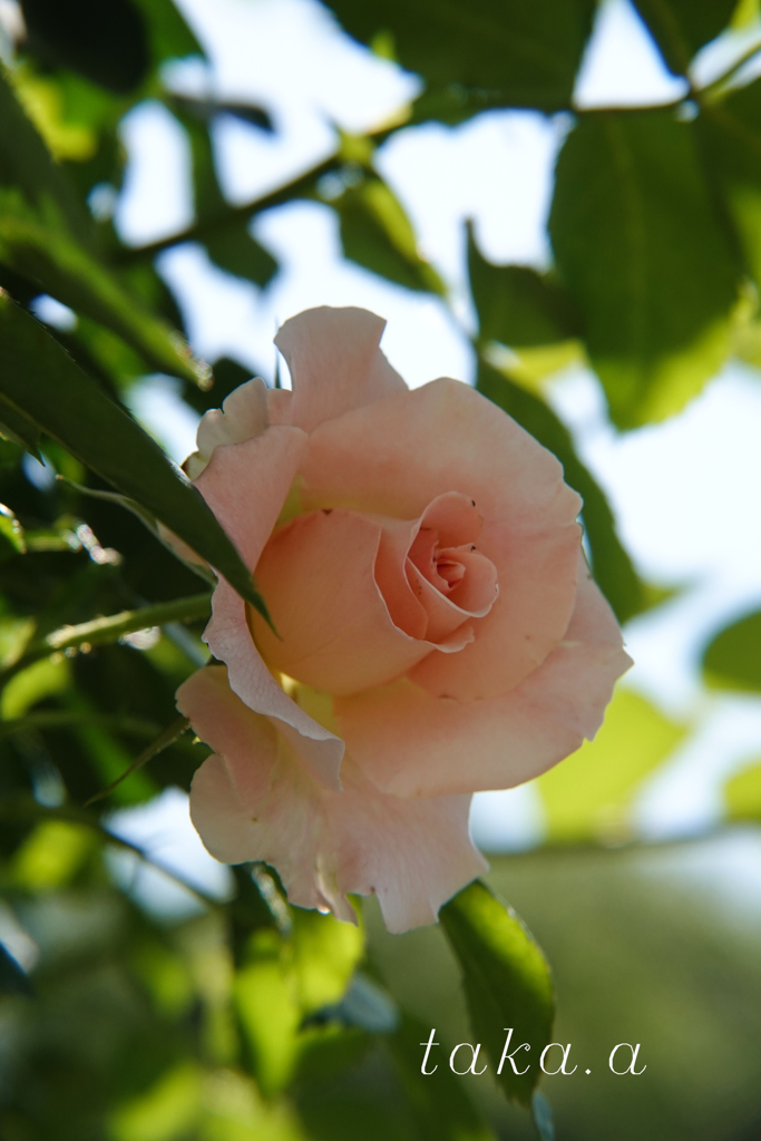 深山公園イギリス庭園20