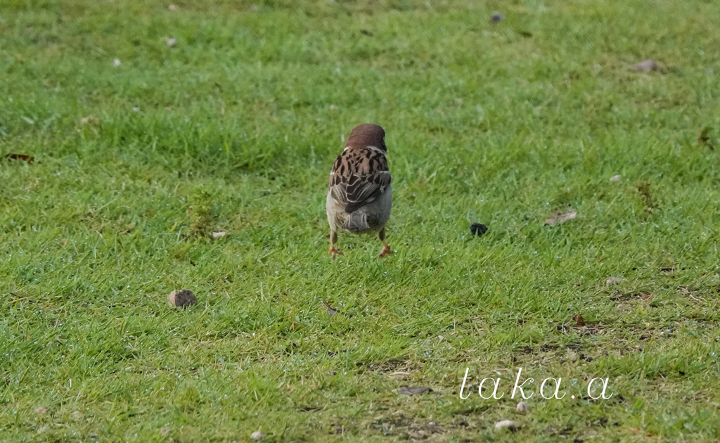 西大寺緑花公園　雨上がり02