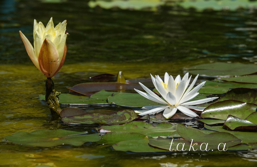 深山公園イギリス庭園14