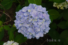 西大寺緑花公園アジサイ09