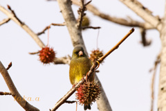 IMG_475820181209