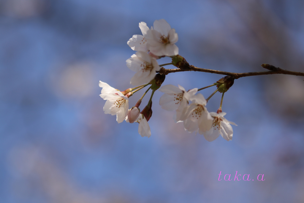IMG_805420190403