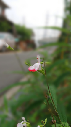 庭の花2  ボケエフェクト使用