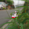 庭の花2  ボケエフェクト使用