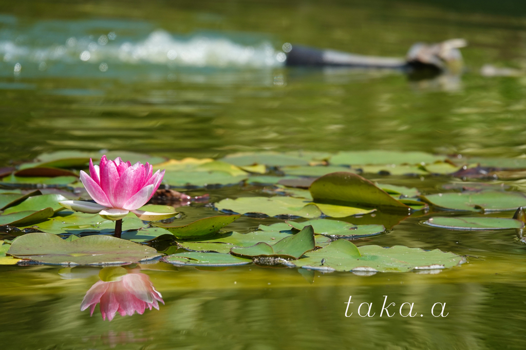 深山公園イギリス庭園12