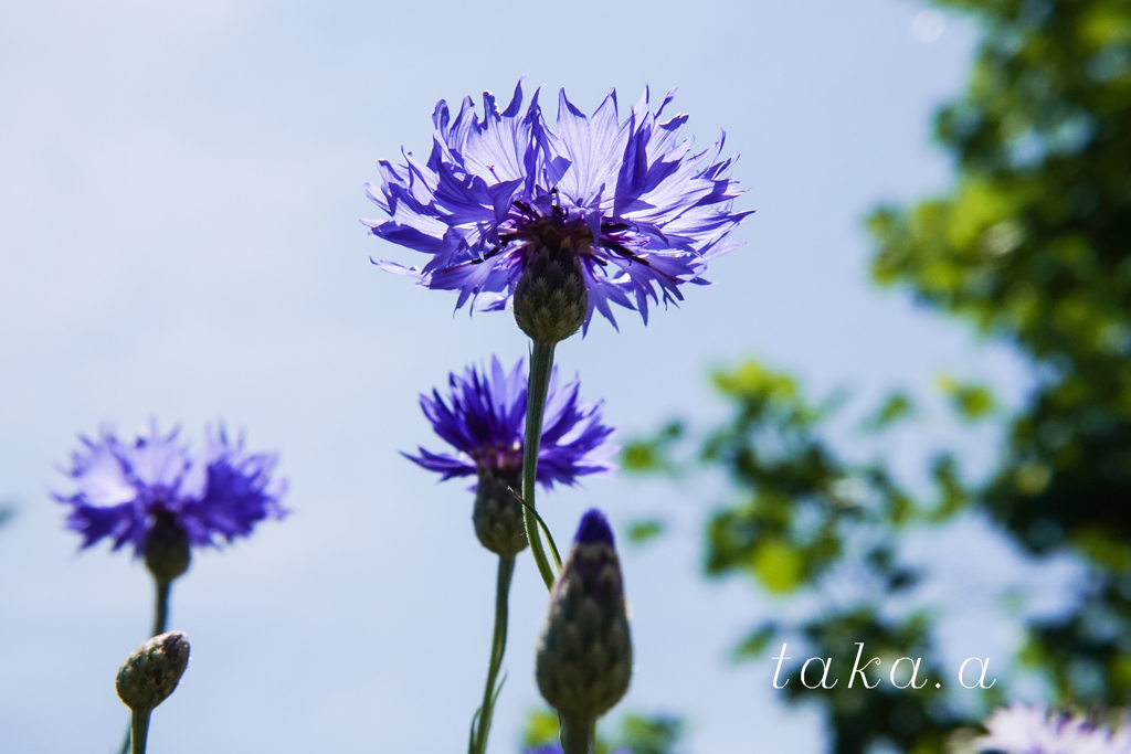 深山公園イギリス庭園10