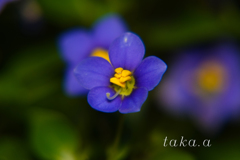 小さい花10