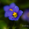 小さい花10