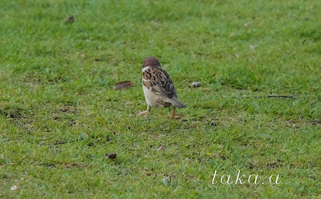西大寺緑花公園　雨上がり01