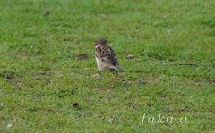 西大寺緑花公園　雨上がり01