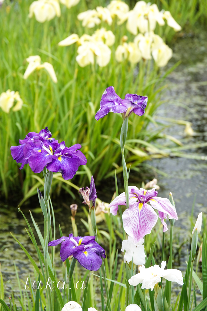 RSKバラ園内菖蒲園08