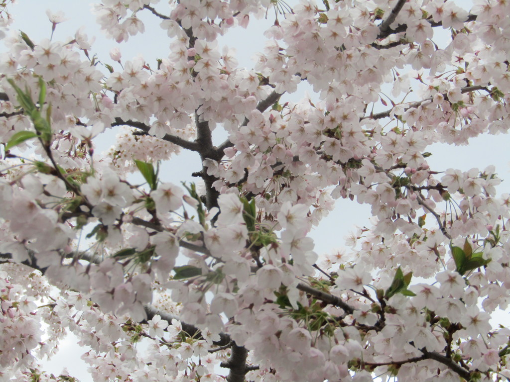 桜