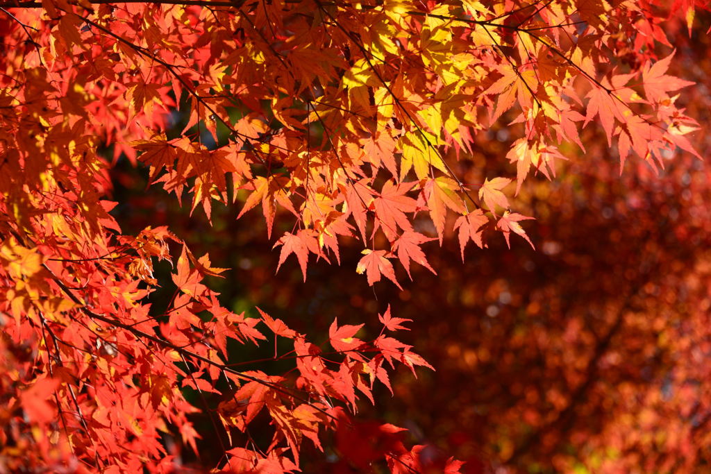 温井ダム紅葉