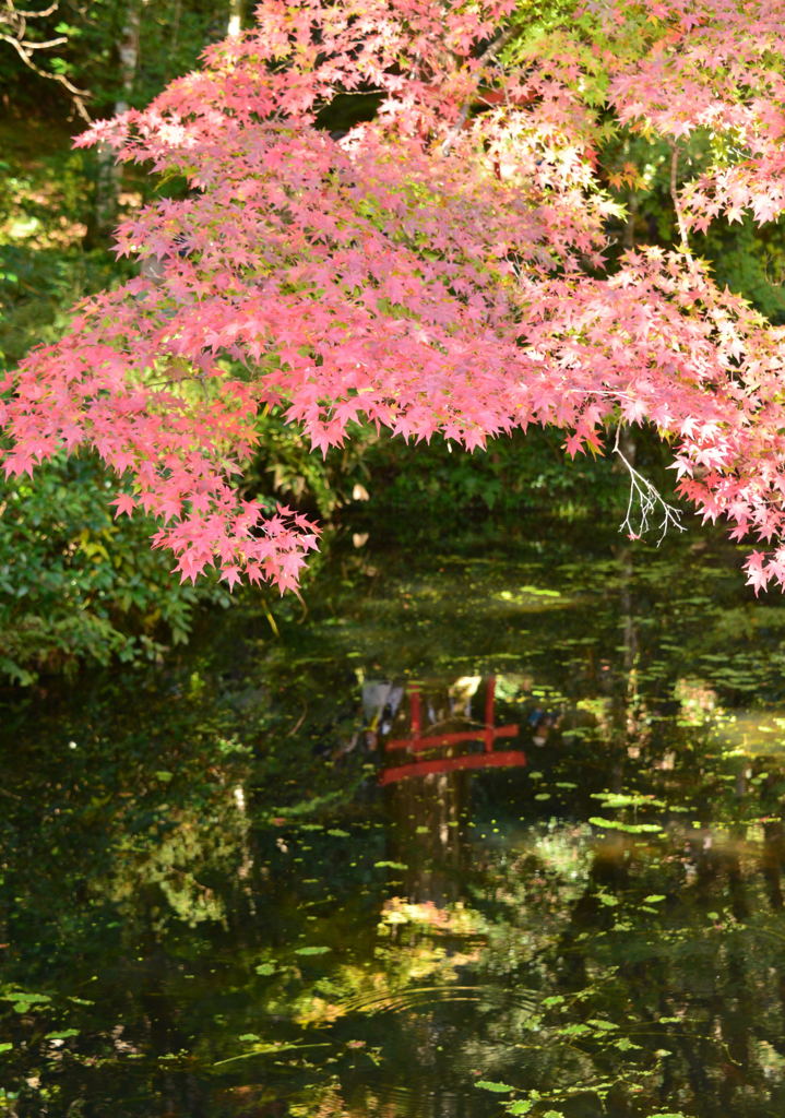 吉水園紅葉