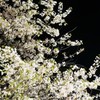 ヒマラヤ桜１