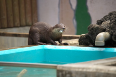 コツメカワウソむしゃむしゃタイム　１