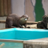コツメカワウソむしゃむしゃタイム　１