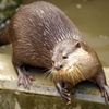 コツメカワウソむしゃむしゃタイム　２