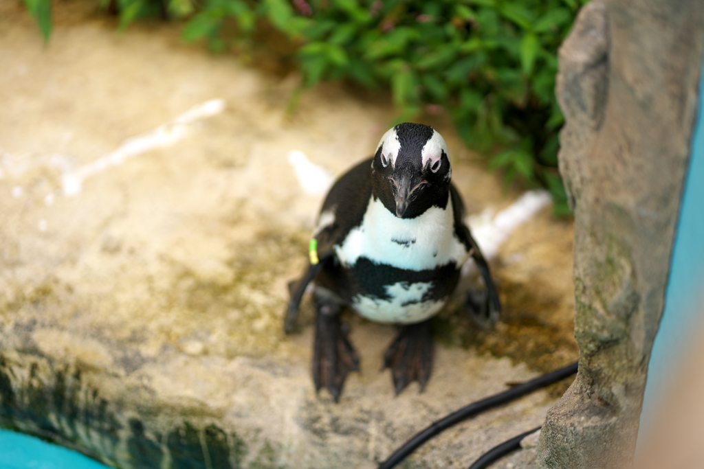ペンギン