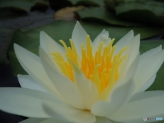 睡蓮の花