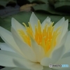 睡蓮の花