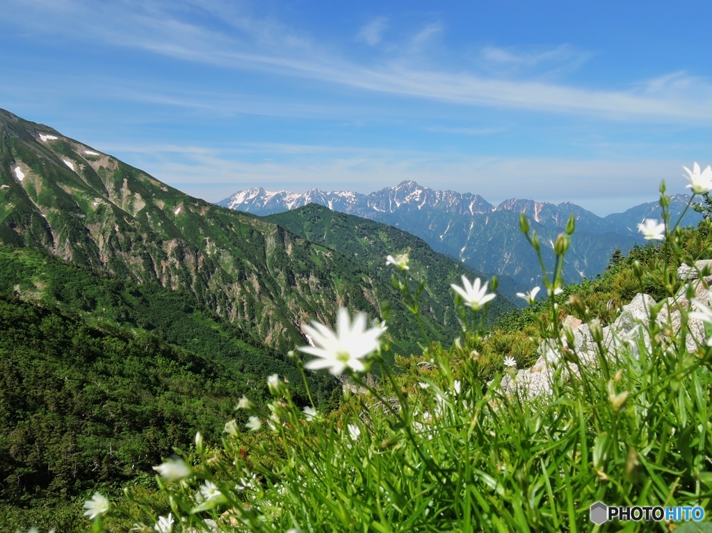イワツメクサと剱岳