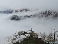 お褒めの松