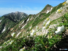 ハクサンイチゲと五竜岳