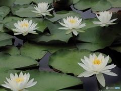 睡蓮の花