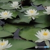睡蓮の花