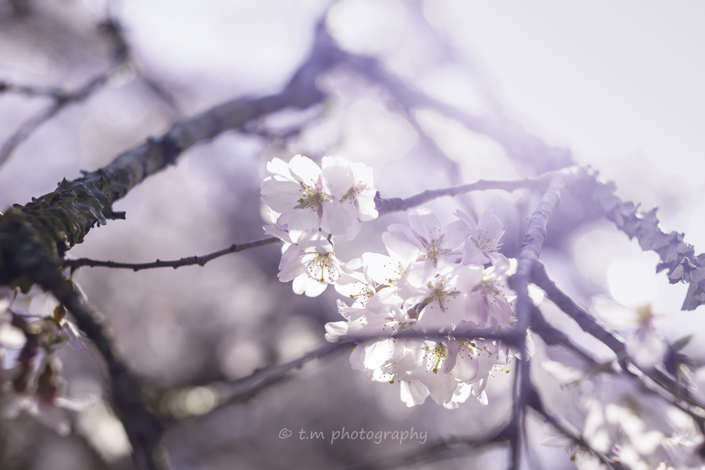 長光寺の枝垂桜