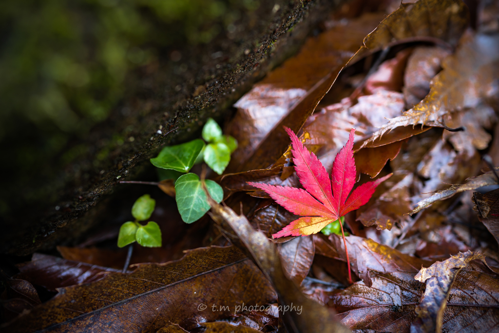 紅葉色