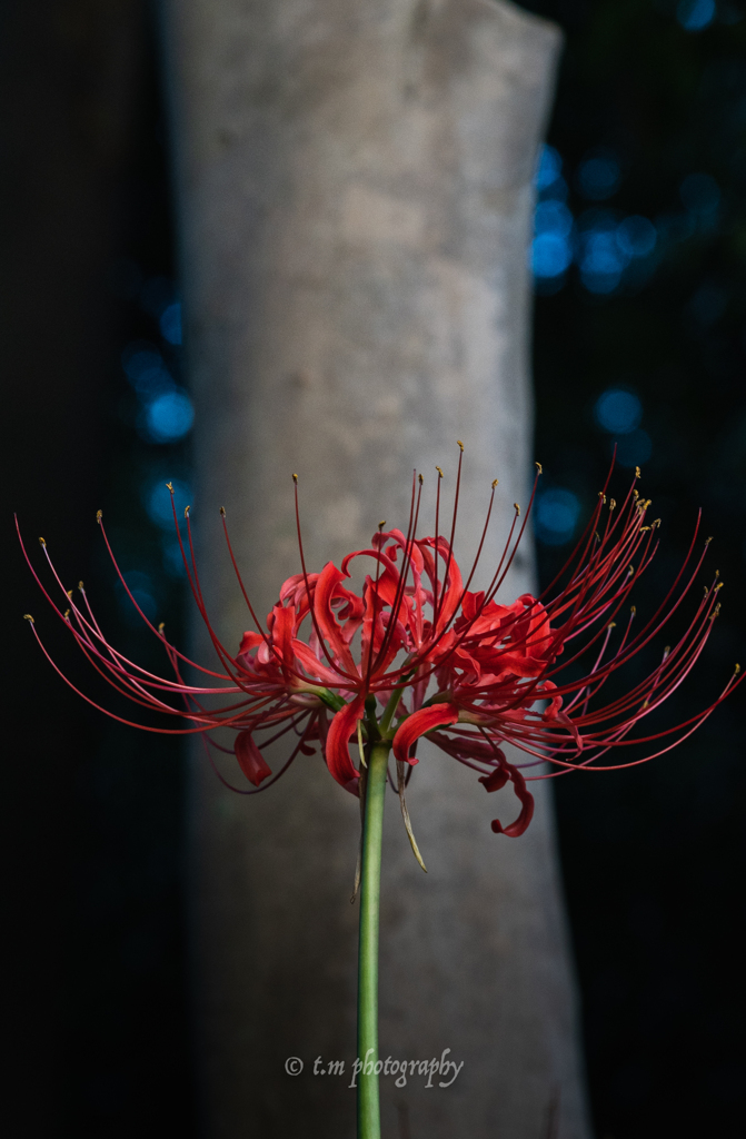 情熱の花