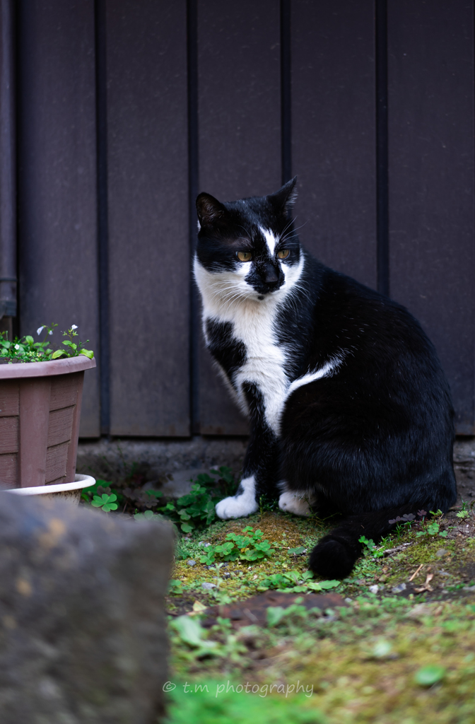 路地裏で出会った猫