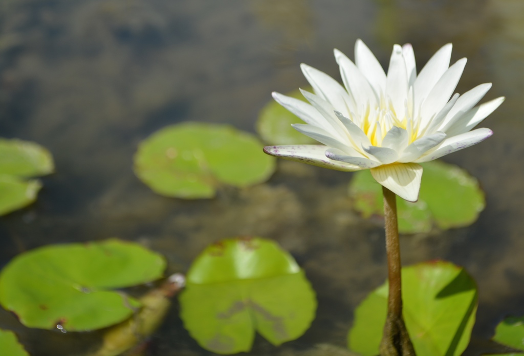 蓮の花