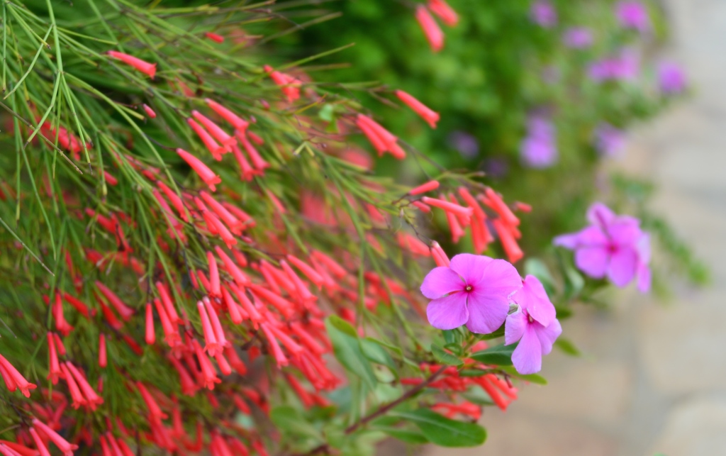 morning bloom