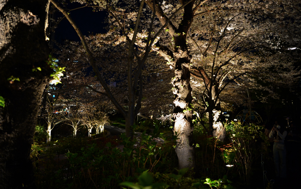 夜桜