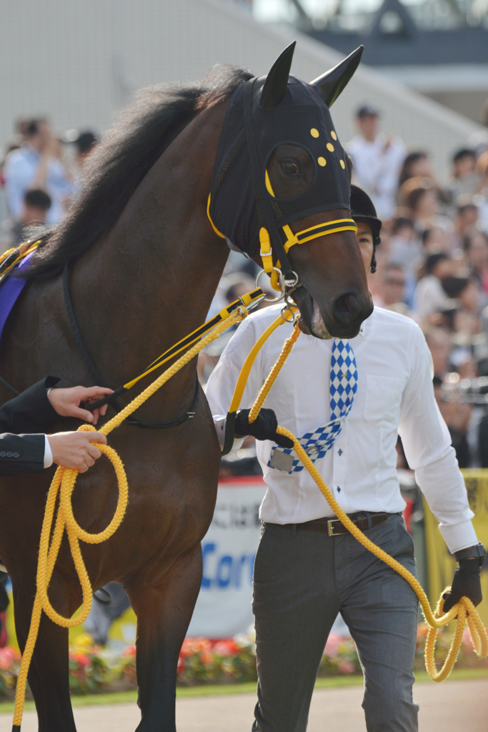 秋華賞16 ジュエラー（パドック）