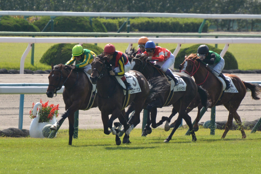 新馬戦 コロナシオン