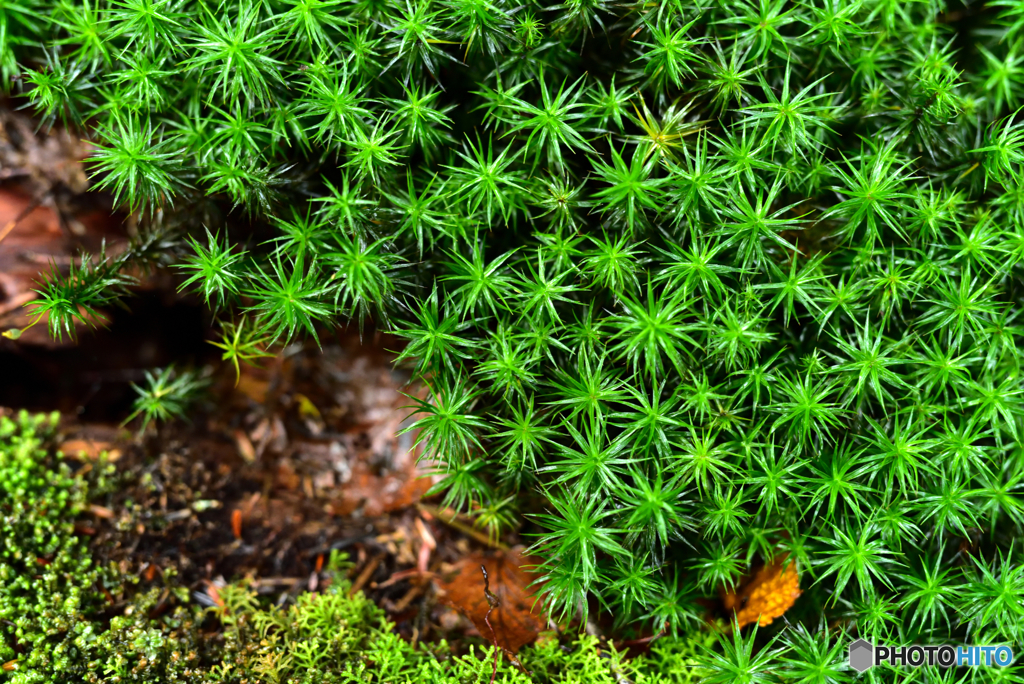 苔の森