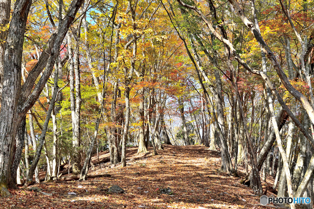 紅葉の尾根道