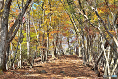 紅葉の尾根道