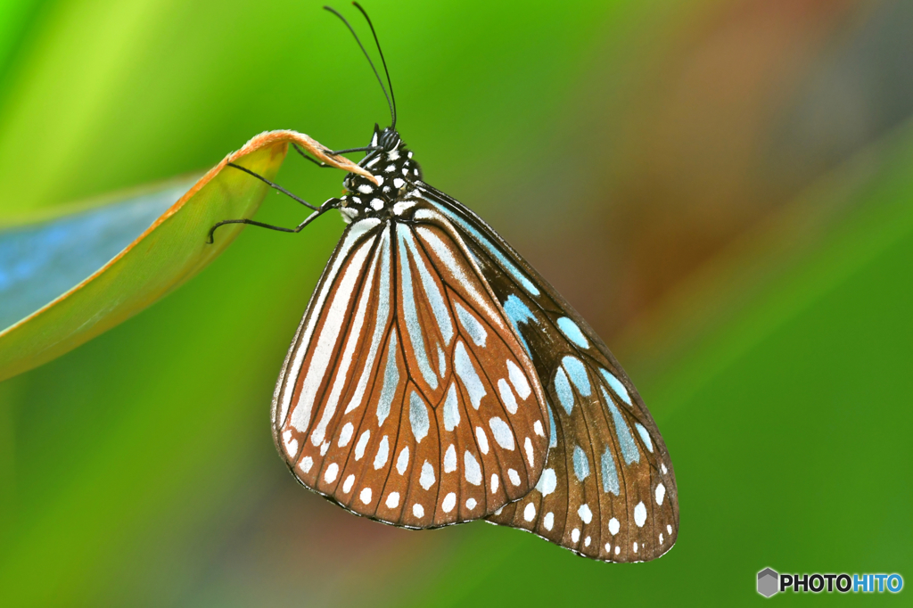 リュウキュウアサギマダラ