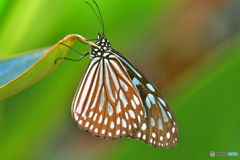 リュウキュウアサギマダラ