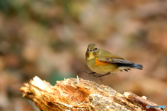 青い鳥の奥さま