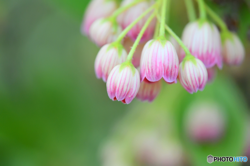 サラサドウダン