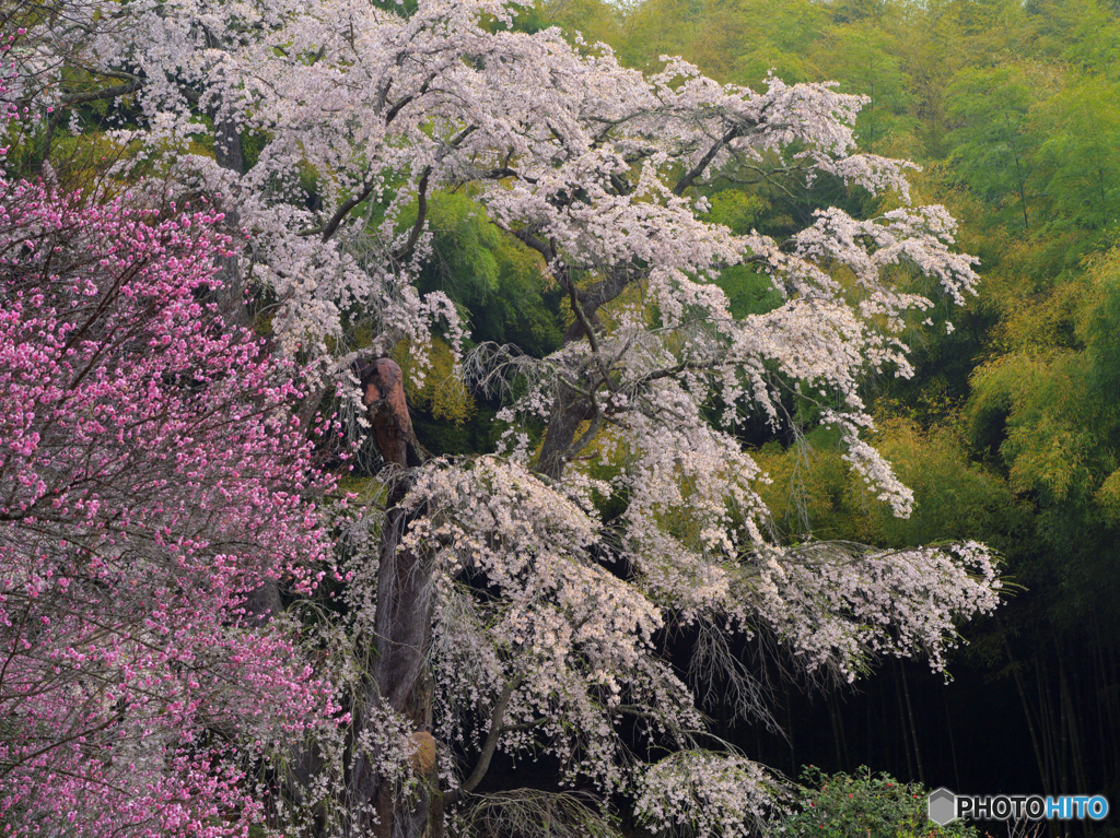 雪村桜